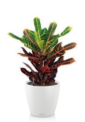 Кротон Экселент в CLASSICO COLOR 21, белый