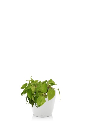 Филодендрон Лайм 15/40 см в CLASSICO LS 21