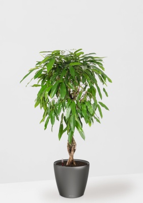 Фикус Амстел Кинг переплетенный 27/120 см в CLASSICO LS 43, антрацитовый металлик Фикус Амстел Кинг переплетенный 27/120 см в CLASSICO LS 43, антрацитовый металлик