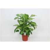 Диффенбахия Айвори Грин d24 см h85 см Диффенбахия Айвори Грин d24 см h85 см