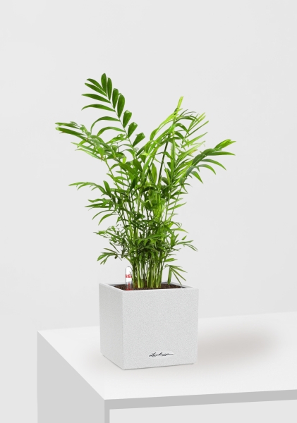 Хамедорея Элеганс 12/45 см в CANTO STONE 14