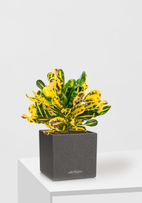 Кротон Еллоу 12/30 см в CANTO STONE 14