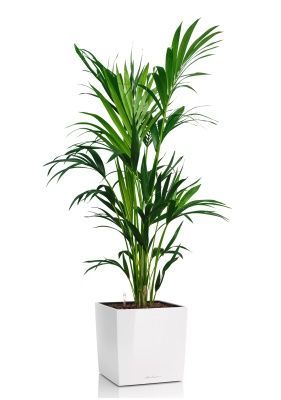 Ховея Кентия 27/190 см в CUBE 40, белый блестящий