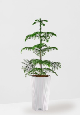 Араукария гетерофилла 24/110 в CILINDRO COLOR 32