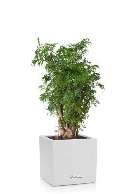 Полисциас в CANTO STONE 14, песочно-белый