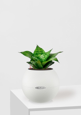 Сансевиерия Ханни 12/25 см в PURO 20 Сансевиерия Ханни 12/25 см в PURO 20