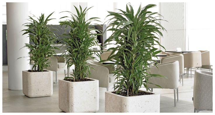 Озеленение офиса с помощью драцены Джанет Линд