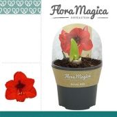 Гиппеаструм Royal Red Extra Op 2 ствола d13 см h25 см