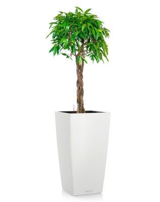 Фикус Амстел Кинг переплетенный 40/170 см в CUBICO COLOR 40, белый Фикус Амстел Кинг переплетенный 40/170 см в CUBICO COLOR 40, белый