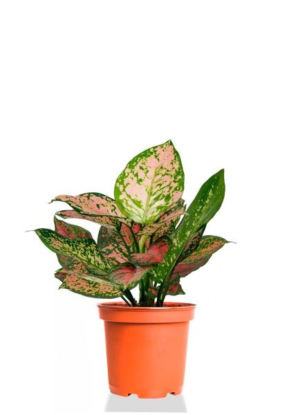 Аглаонема Кримсон Лав 19/40 см