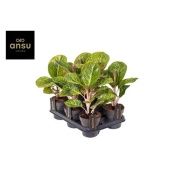 Аглаонема Эпл Грин "Apple Green" 12/35 см Аглаонема Эпл Грин "Apple Green" 12/35 см