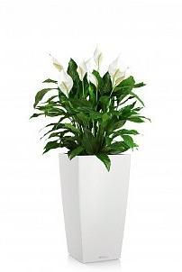 Спатифиллум в CUBICO 30