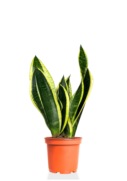 Сансевиерия Найт Шейд 14/50 см