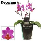 Фаленопсис Table Mystery 2st d12 см h30 см тип 2 Фаленопсис Table Mystery 2st d12 см h30 см тип 2