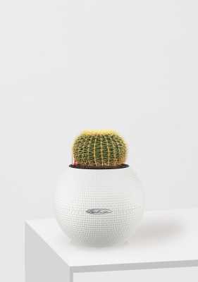 Эхинокактус Грузони 12/20 см в PURO 20, белый Эхинокактус Грузони 12/20 см в PURO 20, белый