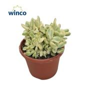 Котиледон суккулент вариегатный d17 см h24 см Котиледон суккулент вариегатный d17 см h24 см