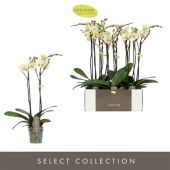 Фаленопсис 2 ствола Optistar Turner 15+ (opti) d12 см h60 см Фаленопсис 2 ствола Optistar Turner 15+ (opti) d12 см h60 см