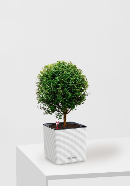 Мирт на стволе 12/30 см в CUBE Color 14