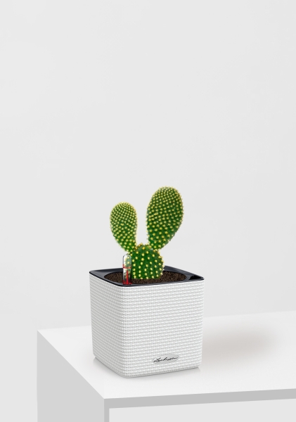 Опунция Мелковолосистая Паллида 6/12 см в CUBE COLOR 14