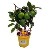 Цитрус Лимон на решетке d14 см h40 см