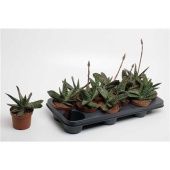 Гастерия Amour d10.5 см h20 см