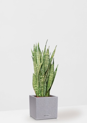 Сансевиерия Зейланика 21/70 см в CANTO STONE LOW 30, серый камень