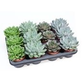 Эхеверия Special Mix d8.5 см h10 см