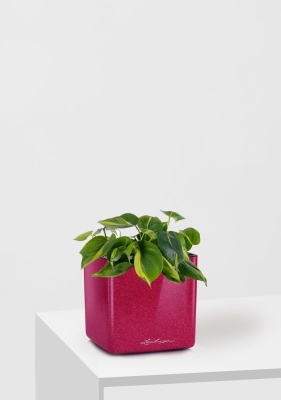 Филодендрон Бразил 12/20 см в CUBE GLOSSY KISS 14 Филодендрон Бразил 12/20 см в CUBE GLOSSY KISS 14