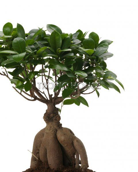 Бонсай в MINI CUBI 9 Бонсай в MINI CUBI 9