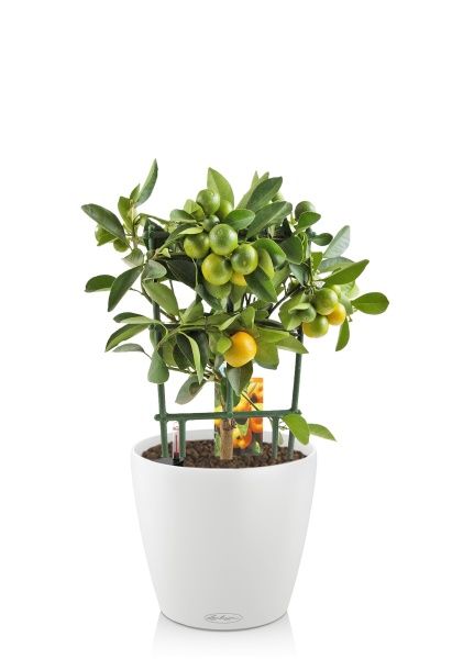 Цитрус Каламондин на решетке 15/45 см в CLASSICO COLOR 18