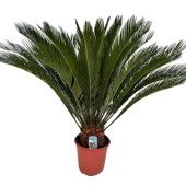 Цикас Революта 20+ листьев d24 см h110 см