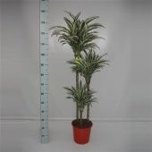 Драцена Вайт Джевел 3 ствола d24 см h140 см