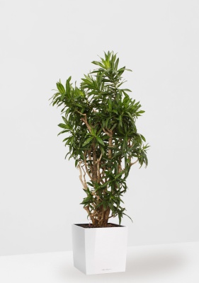 Драцена Песнь Ямайке 35/150 в CUBE 40