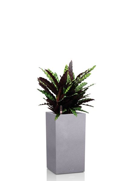 Калатея Лансифолия 30/80 см в CANTO STONE HIGH 40