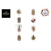 Тилландсия Tilly Tiles h15 см