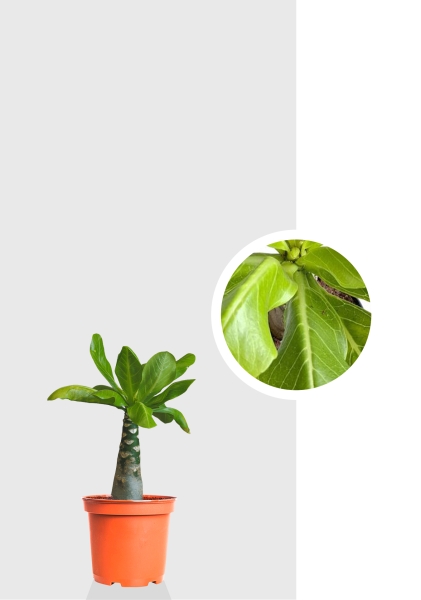 Бригамия 12/30 см