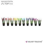 Сансевиерия Цилиндрика Спагетти d6 см h18 см тип 2