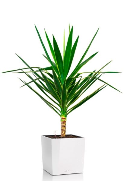 Юкка Пак в CUBE 30