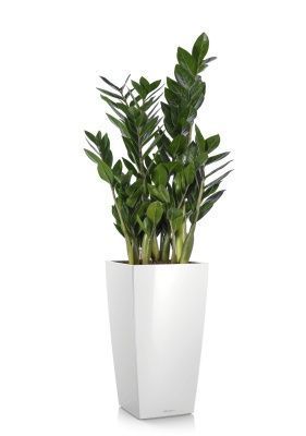 Замиокулькас в CUBICO 22, белый блестящий Замиокулькас в CUBICO 22, белый блестящий