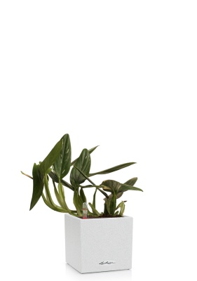 Филодендрон Кобра 12 см в CANTO STONE 14