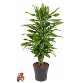 Драцена Голден Кост бранч разветвленная d24 см h120 см