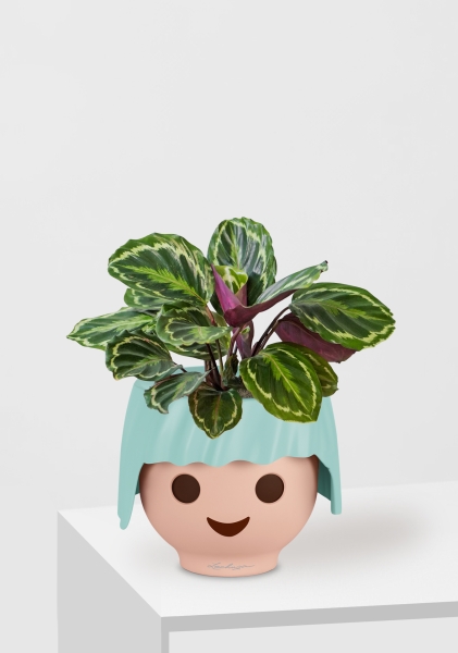 Калатея Медальон 12/40 см в OJO