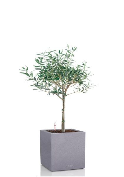 Олива 19/90 в CANTO STONE LOW 30 Олива 19/90 в CANTO STONE LOW 30