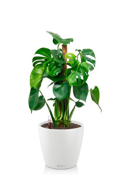 Монстера Делициоза 19/90 см в CLASSICO COLOR 21