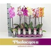 Фаленопсис 1 ствол Mix 9+ (phalaenova) d12 см h60 см Фаленопсис 1 ствол Mix 9+ (phalaenova) d12 см h60 см