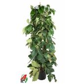 Тетрастигма d40 см h220 см