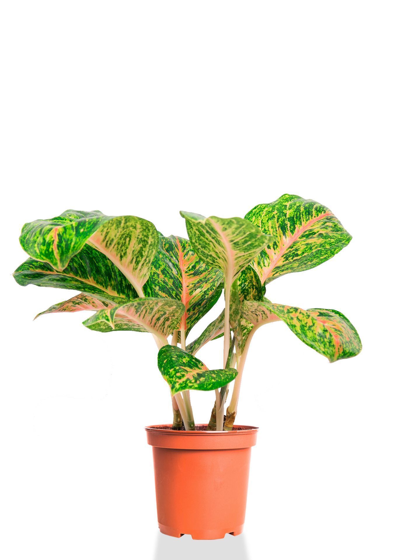 Аглаонема Баттерфляй 19/50 см