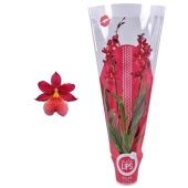 Орхидея Камбрия 2 ствола d12 см h55 см тип 4