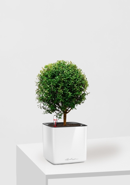 Мирт на стволе 12/30 см в CUBE Glossy 14