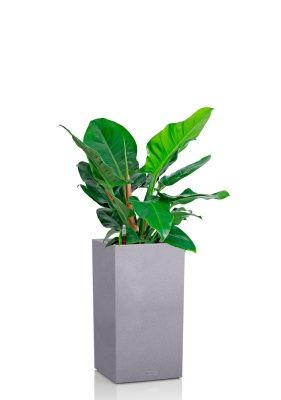 Филодендрон Империал Грин 24/70 см в CANTO STONE HIGH 30, серый камень